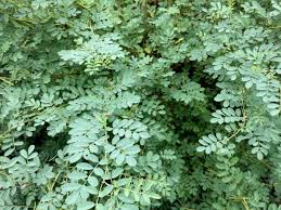Image result for Indigofera mendonçae