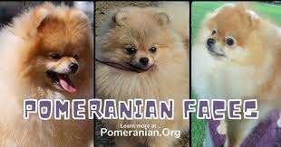 Check spelling or type a new query. Pomeranian Faces Teddy Bear Pomeranian Baby Doll Pomeranian Or Fox Face Pomeranian
