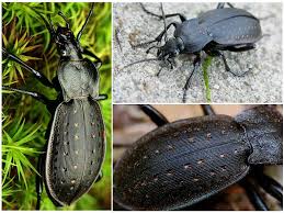 Maybe you would like to learn more about one of these? Kumbang Tanah Hitam Gambar Keterangan Bahaya Dan Cara Bertempur