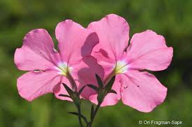 Image result for Cycnium tubulosum