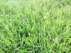 Image result for Scleria lateritica