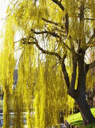 Image result for venturia saliciperda willow tree