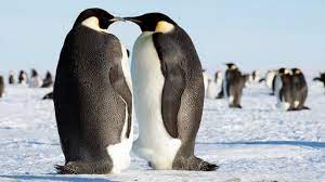 Maybe you would like to learn more about one of these? Extinct Colossus Penguin Was Nearly 7 Feet Tall