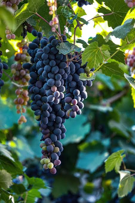 Origen del malbec: historia de la uva y su conexión con Cahors y Argentina