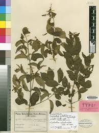 Image result for Combretum celastroides