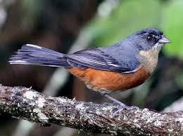 Image result for Streptocarpus montis-bingae