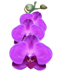 Rodeo fans be sure to shop our online store, buy tickets and see upcoming events. Dark Orchid Color Hex Code Is 9932cc