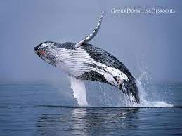 Find over 100+ of the best free humpback whale images. Humpback Whale Wallpapers Humpback Whale Stock Photos