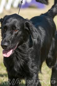 Image result for flat coated retrívr