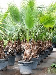Image result for Washingtonia robusta
