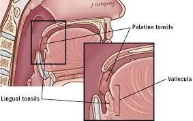 Image result for tonsilla palatina