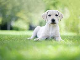 Will be wormed at 2,5 and 7 weeks kc registered paperwork with each pup. Labrador Puppy In Uk Garden Puzzle For Sale By Images By Christina Kilgour
