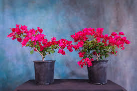 Image result for Bougainvillea sp. cultivar