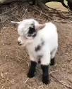 IheartGoat | Love baby goats. Welcome to the world Carli Credit ...