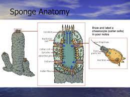 Draw and label a picture of a sponge. Phylum Porifera The Sponge Ppt Download