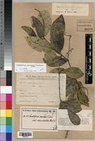 Image result for Ancylobothrys amoena