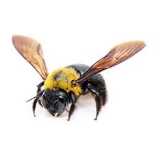 This will make the soil wet and moist and deter these bees, thereby keeping them from coming back. Carpenter Bees Facts Identification Control Prevention