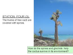 Cacti have numerous anatomical and behavioral adaptations for absorbing and storing water, preventing water loss, protecting themselves from predators, limiting damage from the hot sun, saving their energy. Station One Study This Picture Of The Environment