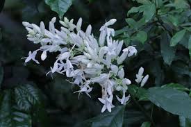 Image result for Whitfieldia elongata