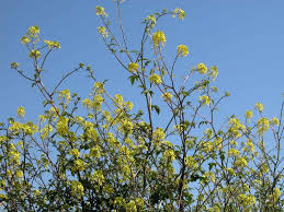 Sorseggiato nella fresca penombra di una veranda, in un giorno assolato che volge al tramonto. Arbusto Con Fiori Gialli Natura Mediterraneo Forum Naturalistico