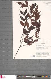 Image result for Pseudocalyx saccatus