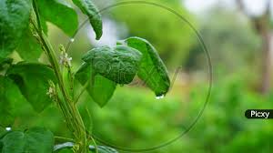 Image result for Cyamopsis