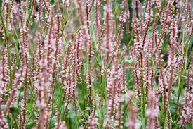 Image result for Gynura amplexicaulis