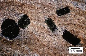 Image result for Porphyrostemma