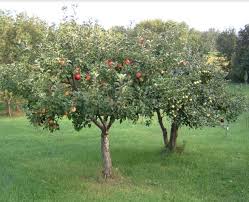 However neglect, wrong planting location and disease can cause. Instant Orchard 10 Fruit Trees Delivered Planted Kw Homestead