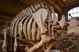 Sujet Museum D Histoire Naturelle Histoire Naturelle Histoire Galerie