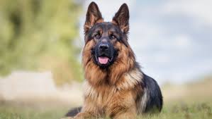 Uploaded at march 16, 2019. 9 Striking Black And Tan Dog Breeds Purina
