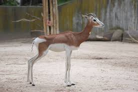 Mhorr Gazelle Mhorr Gazelle At Madrid Zoo Aquarium 26 05 11 Over Hunting Has Taken These Animals Out Of The Wild Endangered Animals Gazelle Animal Species