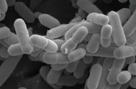 Listeria are gram positive, facultative anaerobes that are observed to be bacilli in short chains. Figure 3 Scanning Electron Micrograph Of Listeria Monocytogenes Harnessing The Power Of Microbes As Therapeutics Bugs As Drugs Ncbi Bookshelf