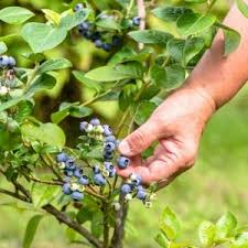 May 12, 2021 · how to lower soil ph for blueberries. How To Fertilize Blueberry Bushes Creative Homemaking