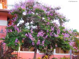 Image result for Buchnera speciosa