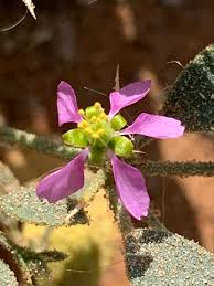 Image result for Fagonia