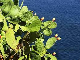 Check spelling or type a new query. Come Si Mangiano I Fichi D India Nel Salento Video Salento