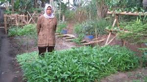 Adalah kelompok wanita tani (kwt) di beberapa desa di kabupaten … Pemanfaatan Pekarangan Kwt Sejahtera