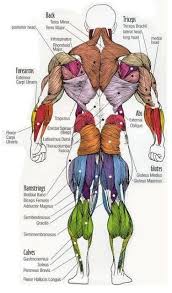 Focusing on these areas is easy. Dr Will Mccarthy S Science Site Major Muscles Of The Body Muscle Anatomy Body Anatomy Human Anatomy And Physiology
