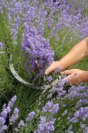 Das bedeutet, dass ihr den lavendel nach der blüte, im august, um ein drittel zurückschneidet; Lavendel Nach Der Blute Schneiden So Wird S Gemacht