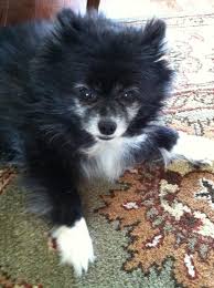 Pomeranian Black American Eskimo Dog American Eskimo Pomeranian Mix The Sweetest Dog I Ve Ever Had Black White Fluffy Pomeranian Mix Sweet Dogs Beautiful Dogs