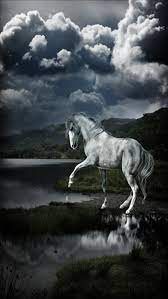 beautiful white horse beautiful horses horses animals