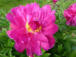 Chinese National Flower Flowers Wild Flowers Peonies