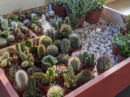 Successful gardening does require sticking to some pretty simple rules. How To Care For Houseplants In Winter Uo Culture