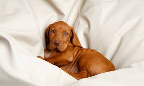 Or they can have both brown eyes, hazel. When Do Vizslas Eyes Change Color 3 Weeks Or 1 Month