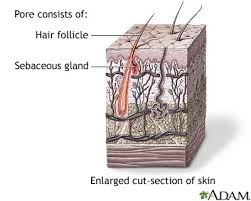 Image result for Sebaceous Gland
