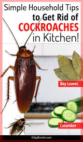 How To Get Rid Of Cockroaches Household Hacks Cockroaches Rid