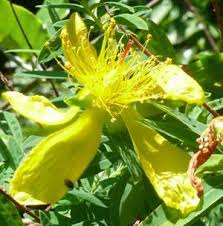 Image result for Hypericum revolutum