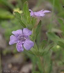 Image result for Dyschoriste albiflora