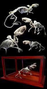 Available On Etsy Articulated Skeleton Of Rat Real Bones Decor Interior Decor Oddities And Curiosities Animal Skeletons Animal Skulls Skull Reference